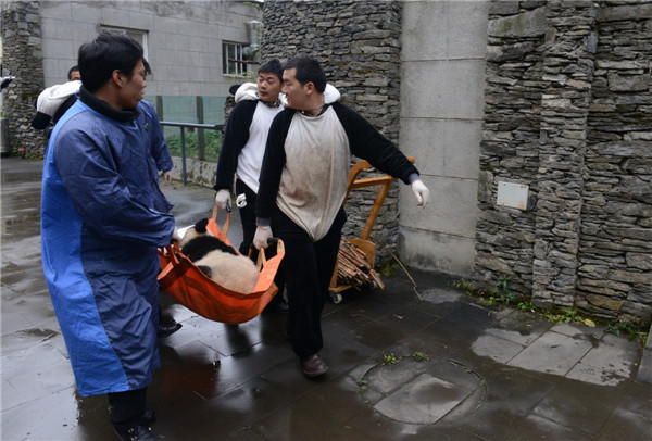 Le panda géant Zhang Xiang est placé à l'isolement avant d'être libéré dans la nature dans la Réserve naturelle de Wolong, dans la Province du Sichuan, le 3 novembre 2013.