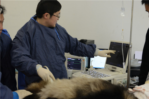 Le panda géant Zhang Xiang subit un contrôle par ultrasons dans la Réserve naturelle de Wolong, dans la Province du Sichuan, le 3 novembre 2013.