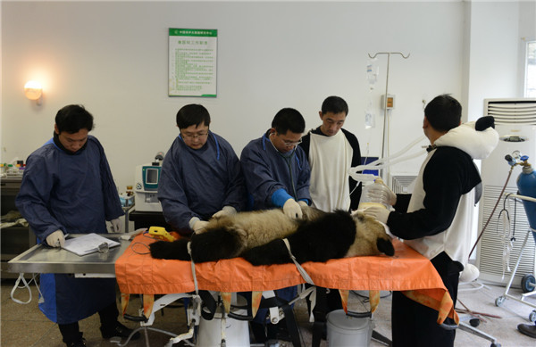 Les chercheurs examinent le panda géant Zhang Xiang avant sa libération dans la nature dans la Réserve naturelle de Wolong, dans la Province du Sichuan, le 3 novembre 2013.