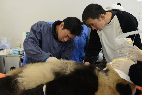 Les chercheurs font subir un check-up au panda géant Xiang Zhang un jour avant qu'il soit relâché dans la nature, à la base de Hetaoping de la Réserve naturelle de Wolong, dans la Province du Sichuan, le 3 novembre 2013. Zhang Xiang, âgé de 2 ans et 2 mois, pèse 40 kg et mesure 0,84 mètre de haut. Les chercheurs ont également vérifié que la puce d'identification insérée sous la peau de Zhang Xiang et le GPS fixé autour de son cou, destinés à la collecte de données et au suivi de ses activités, étaient intacts.