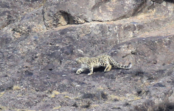 Sur les traces du léopard des neiges dans le Nord-ouest de la Chine (5)
