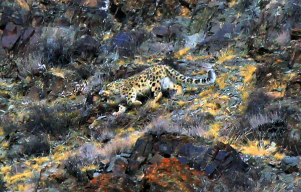 Sur les traces du léopard des neiges dans le Nord-ouest de la Chine (3)
