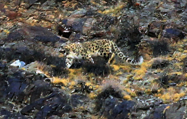 Sur les traces du léopard des neiges dans le Nord-ouest de la Chine