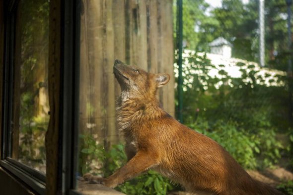 La tristesse des animaux dans les zoos (5)