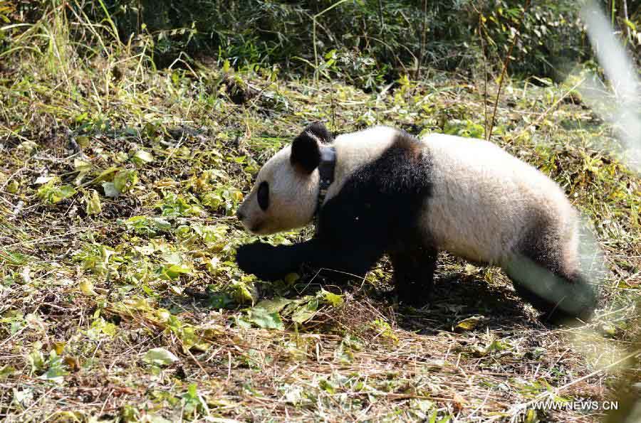 La Chine remet en liberté un panda femelle (2)