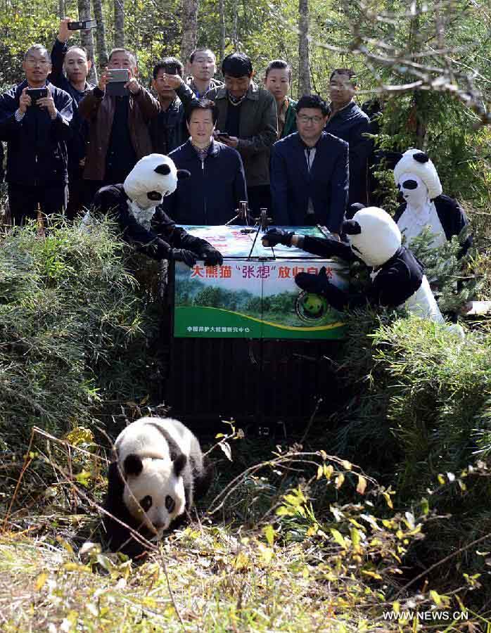 La Chine remet en liberté un panda femelle