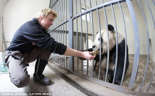 Un adorable panda dans le rôle de la grande évasion  (12)