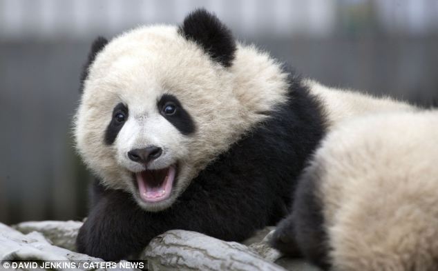 Un adorable panda dans le rôle de la grande évasion  (11)