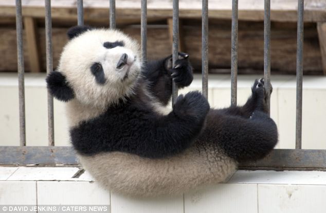 Un adorable panda dans le rôle de la grande évasion  (10)