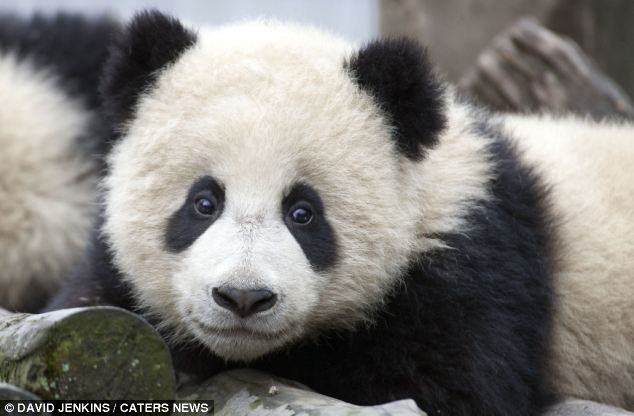 Un adorable panda dans le rôle de la grande évasion  (9)