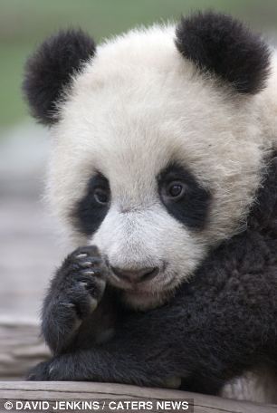 Un adorable panda dans le rôle de la grande évasion  (7)