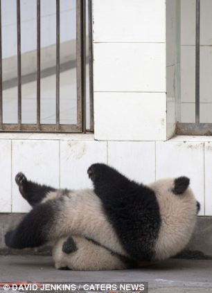 Un adorable panda dans le rôle de la grande évasion  (4)