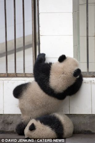 Un adorable panda dans le rôle de la grande évasion  (3)