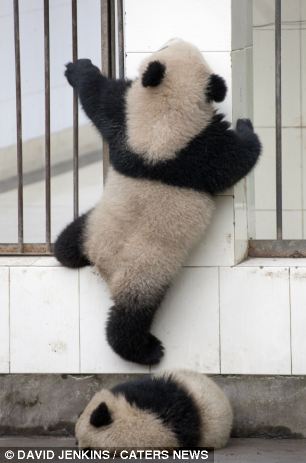 Un adorable panda dans le rôle de la grande évasion  (2)