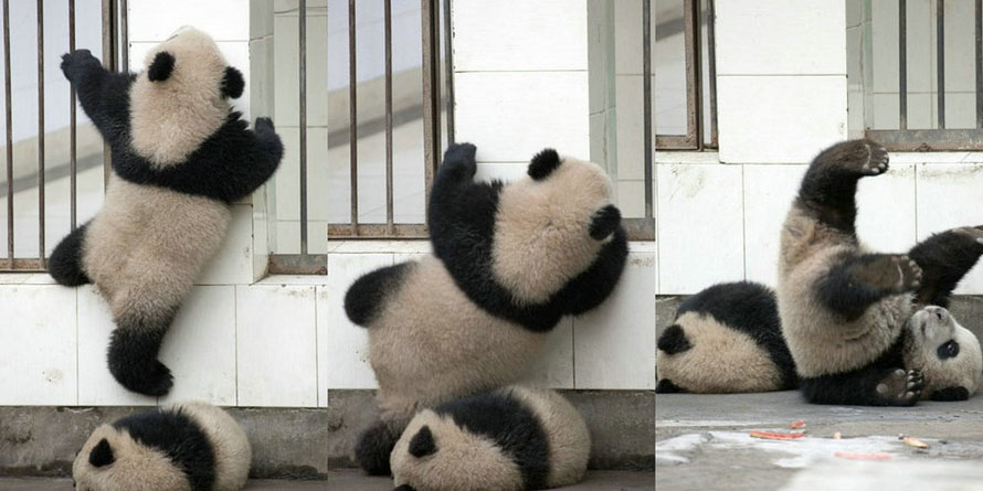 Un adorable panda dans le rôle de la grande évasion 