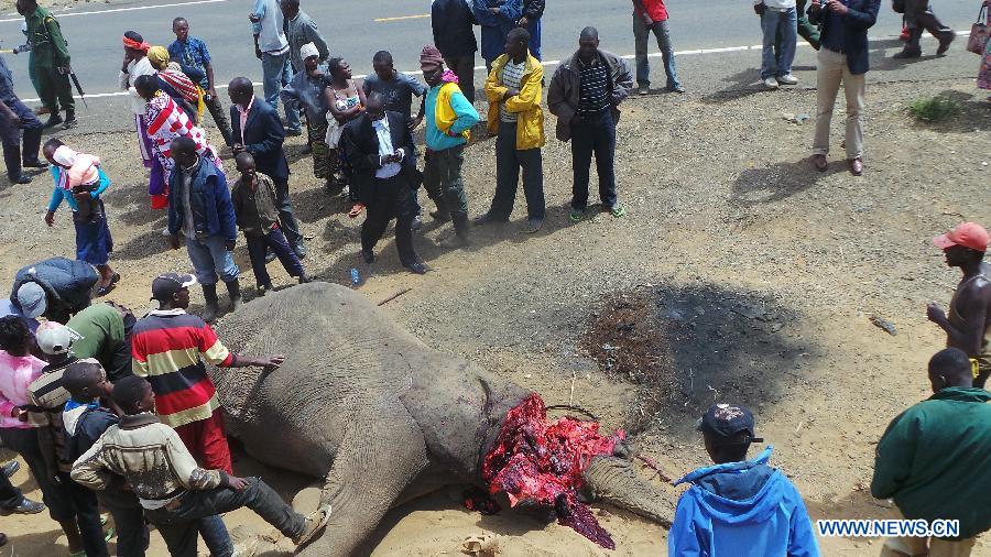 Un éléphant tué par un véhicule dans le sud-ouest du Kenya