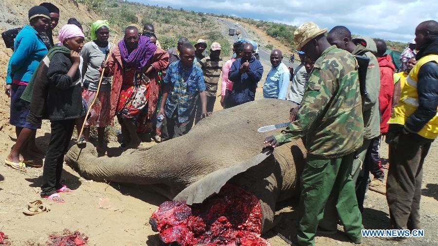 Un éléphant tué par un véhicule dans le sud-ouest du Kenya (2)