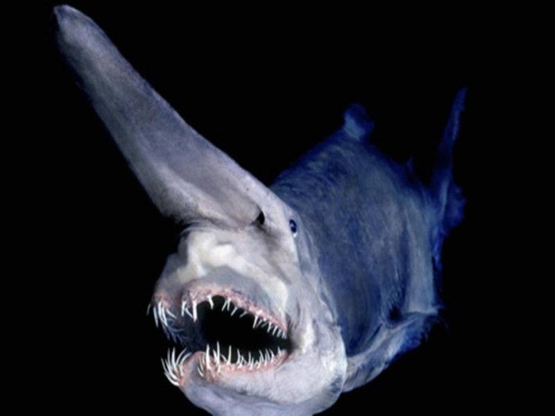 Le Requin-lutin