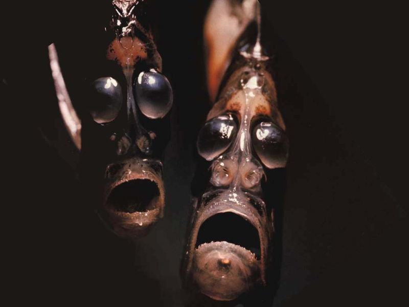 Le Hatchefish