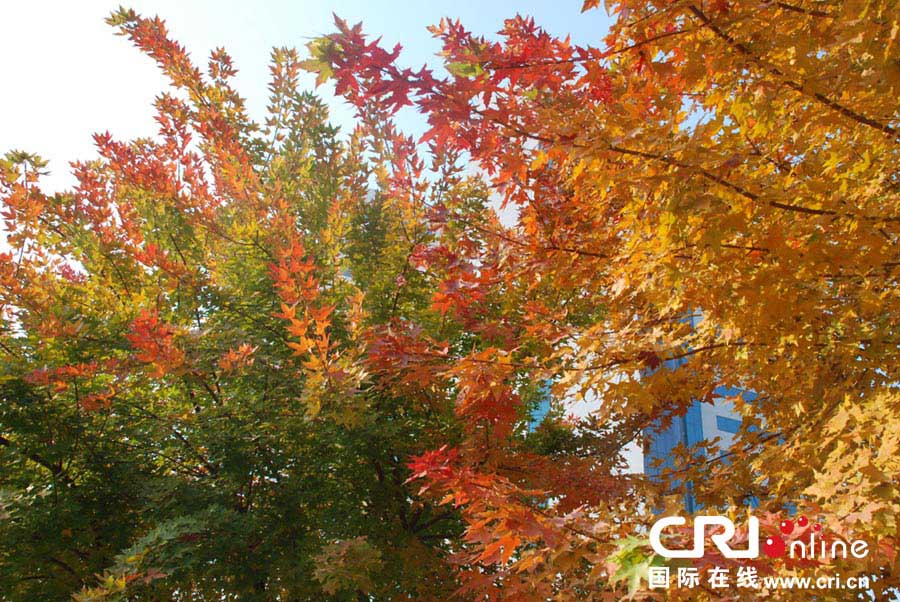 Les couleurs d'automne de Beijing (4)