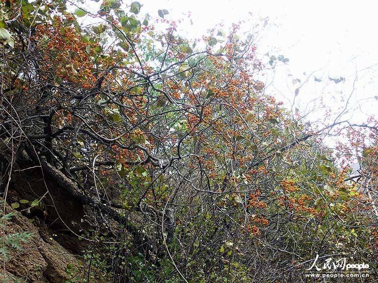 Admirons les feuilles rouges autour de la Grande Muraille Badaling (4)