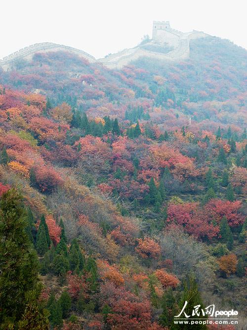 Admirons les feuilles rouges autour de la Grande Muraille Badaling (5)
