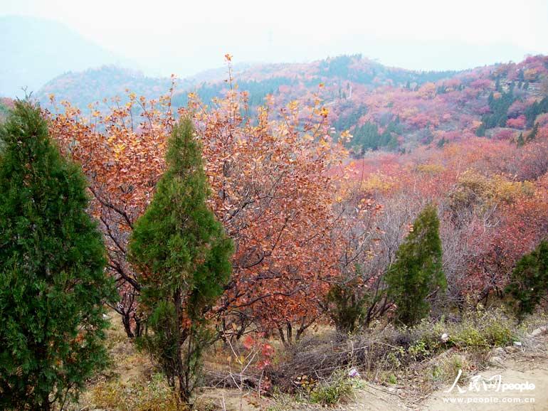 Admirons les feuilles rouges autour de la Grande Muraille Badaling (6)