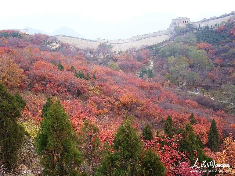 Admirons les feuilles rouges autour de la Grande Muraille Badaling (2)