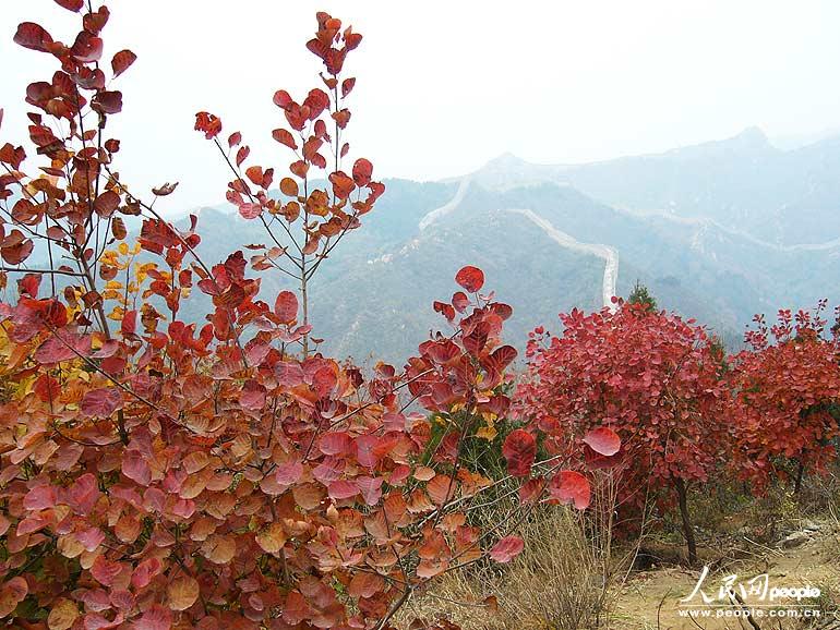 Admirons les feuilles rouges autour de la Grande Muraille Badaling