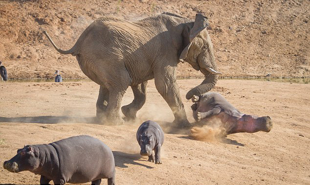 Une hippopotame attaqué par un éléphant (2)