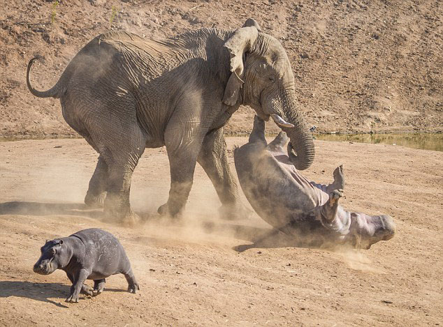 Une hippopotame attaqué par un éléphant (3)