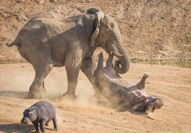 Une hippopotame attaqué par un éléphant (4)