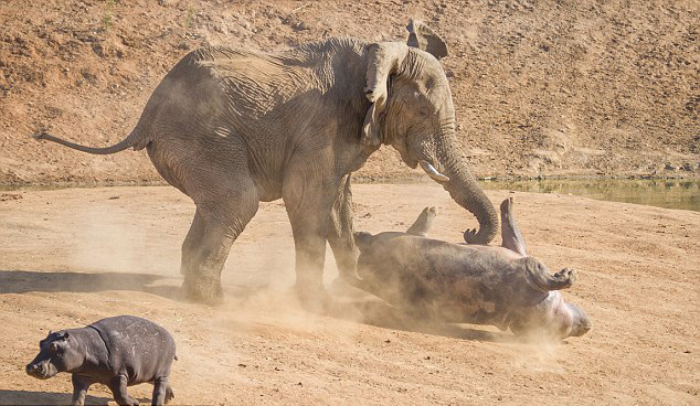 Une hippopotame attaqué par un éléphant (5)