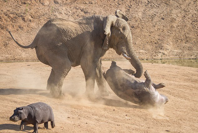 Une hippopotame attaqué par un éléphant (6)