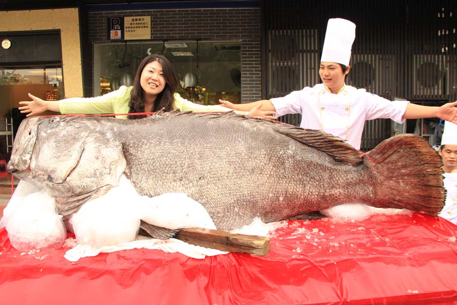 Un mérou géant présenté à Dongguan, dans la Province du Guangdong. Long de 2,65 mètres, le poisson, qui pesait plus de 340 kg, a été capturé près des îles Nansha en Mer de Chine Méridionale. [Photo / China Daily]