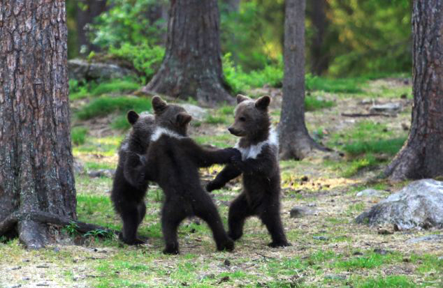 Finlande : trois oursons dans la danse
