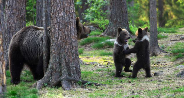 Finlande : trois oursons dans la danse (4)