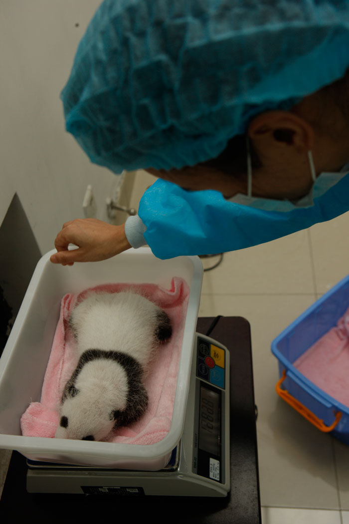 Une chercheuse pèse le petit Hesheng, le 20 août 2013. [Photo/chinadaily.com.cn] 