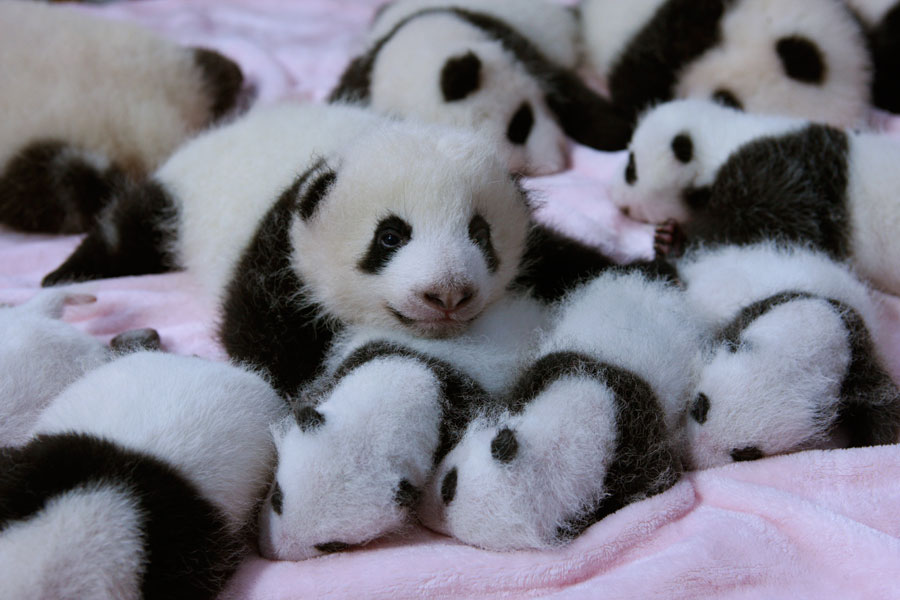 Ces adorables pandas sérrés les uns contre les autres prennent la pose à Chengdu, le 23 septembre 2013. [Photo/chinadaily.com.cn]
