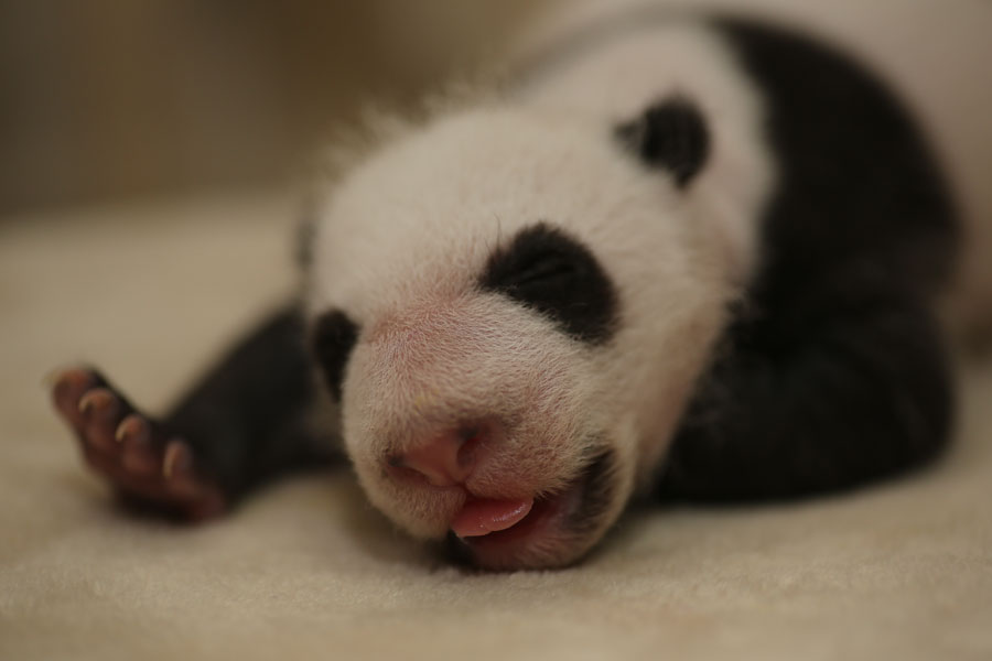 Le bébé panda San’er, le 14 septembre 2013. [Photo/chinadaily.com.cn]