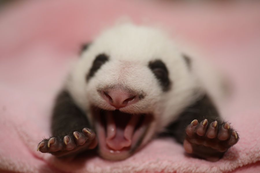 Le bébé panda Xixi, le 14 septembre 2013. [Photo/chinadaily.com.cn]
