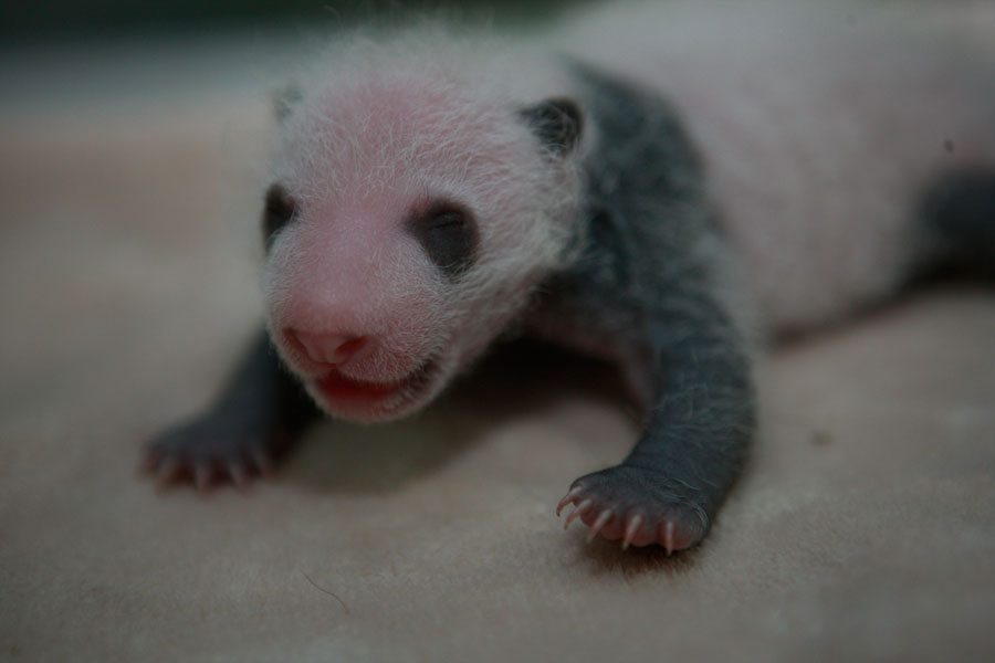 Le bébé panda Dameng, le 9 septembre 2013. [Photo/chinadaily.com.cn]