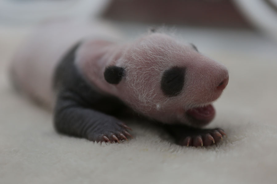Le bébé panda San'er, le 7 septembre 2013. [Photo/chinadaily.com.cn]