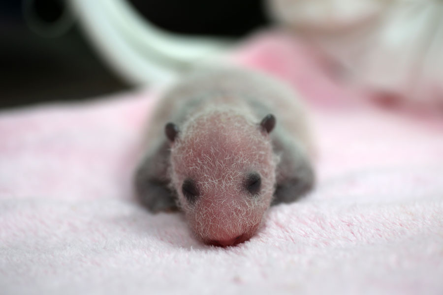 Le bébé panda nommé San'er, le 31 août 2013.[Photo/chinadaily.com.cn]