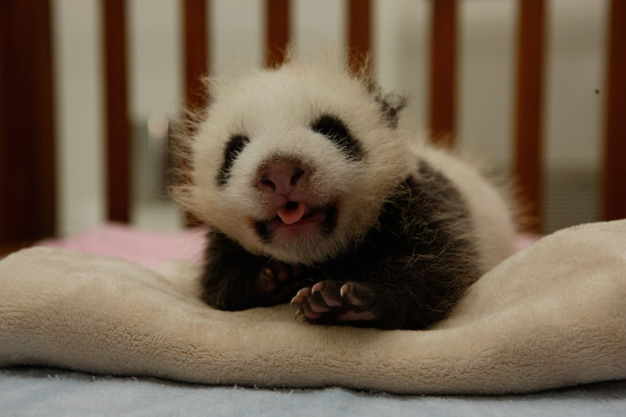 Un bébé panda au Centre de recherche de la reproduction des pandas géants, le 20 août 2013.[Photo/chinadaily.com.cn]