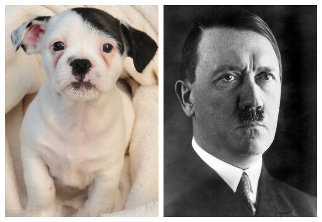 Le chien « Adolf », nouvelle star du Net et des réseaux sociaux