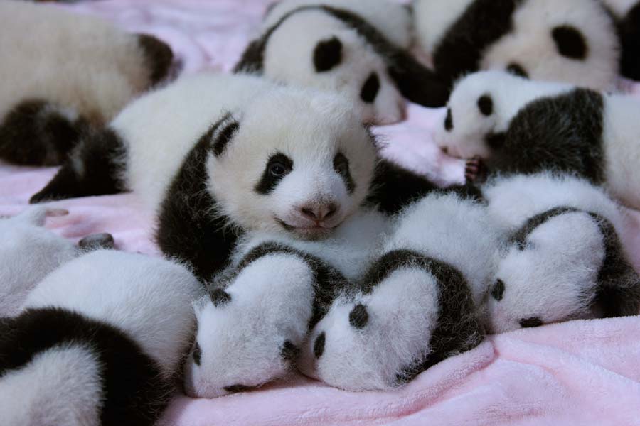 Quatorze pandas se blottissent les uns contre les autres.