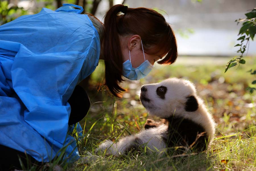 Un chercheur partage un moment particulier avec un bébé panda.