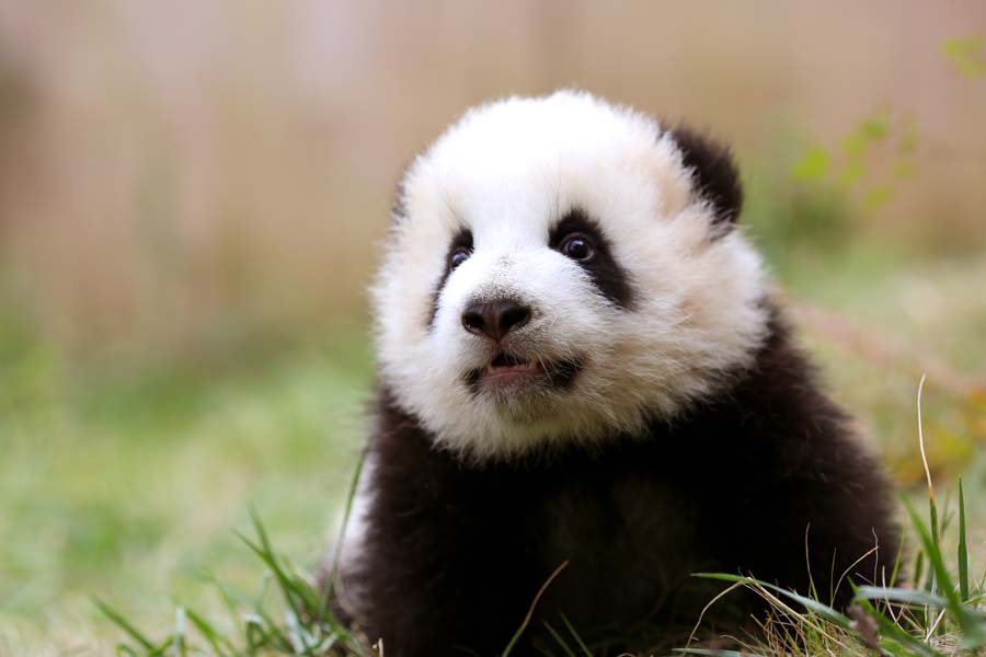 Cent jours après sa naissance, le petit Meng Meng au Centre de recherche de la reproduction des pandas géants, dans la province chinoise du Sichuan.
