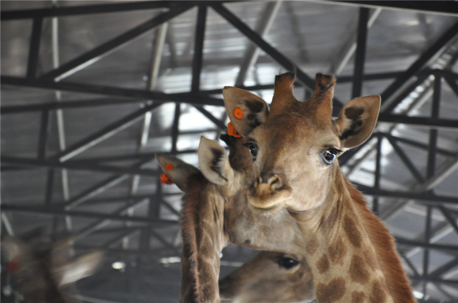 Les girafes du Parc des animaux sauvages du Yunnan portent des étiquettes d'identification sur les oreilles, le 27 novembre 2013. Ces étiquettes ont été fixées après leurs examens médicaux à Johannesburg, en Afrique du Sud. [Photo : Hu Yongqi/chinadaily.com.cn] 